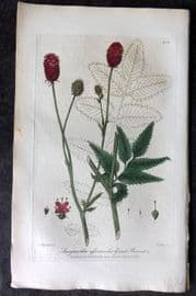 Baxter 1839 Hand Col Botanical Print. Great Burnet 269