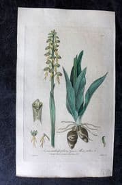 Baxter 1839 Hand Col Botanical Print. Green Man Orchis 305