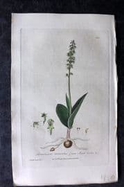 Baxter 1839 Hand Col Botanical Print. Green Musk Orchis 295
