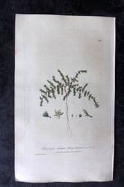 Baxter 1839 Hand Col Botanical Print. Hairy Rupture-Wort 304