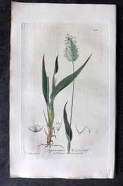 Baxter 1839 Hand Col Botanical Print. Hare's Tail Grass 256