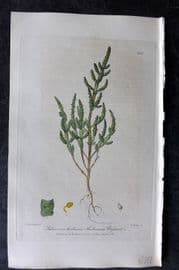 Baxter 1839 Hand Col Botanical Print. Herbacceous Glasswort 307