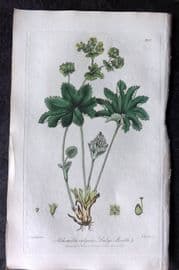 Baxter 1839 Hand Col Botanical Print. Lady's Mantle 280