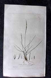 Baxter 1839 Hand Col Botanical Print. Mat-Grass 300