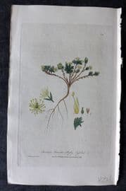 Baxter 1839 Hand Col Botanical Print. Mossy Cyphel 316