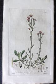 Baxter 1839 Hand Col Botanical Print. Mountain Cudweed 243