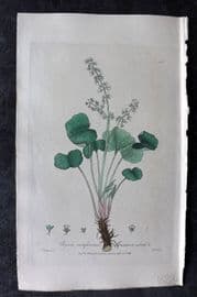 Baxter 1839 Hand Col Botanical Print. Mountain Sorrel 311