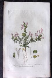 Baxter 1839 Hand Col Botanical Print. Pasture Louse Wort 266