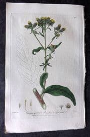 Baxter 1839 Hand Col Botanical Print. Ploughman's Spikenard 290