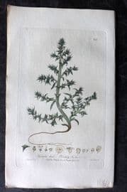 Baxter 1839 Hand Col Botanical Print. Prickly Saltwort 255