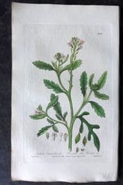 Baxter 1839 Hand Col Botanical Print. Purple Sea Rocket 258