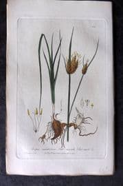 Baxter 1839 Hand Col Botanical Print. Salt Marsh Club-Rush 264