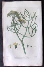 Baxter 1839 Hand Col Botanical Print. Samphire 267