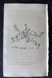 Baxter 1839 Hand Col Botanical Print. Sand Strapwort 312