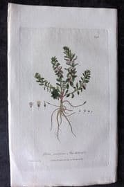 Baxter 1839 Hand Col Botanical Print. Sea Milkwort 246