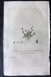 Baxter 1839 Hand Col Botanical Print. Small Chaffweed 296