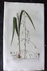 Baxter 1839 Hand Col Botanical Print. Spreading Millet-Grass 247