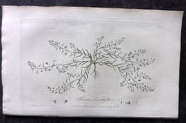 Baxter 1839 Hand Col Botanical Print. Thesium Linophyllon 263