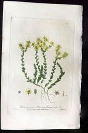 Baxter 1840 Hand Col Botanical Print. Biting Stonecrop 364