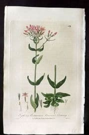 Baxter 1840 Hand Col Botanical Print. Common Centaury 367
