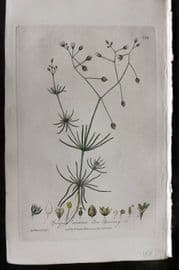 Baxter 1840 Hand Col Botanical Print. Corn Spurrey 388