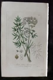 Baxter 1840 Hand Col Botanical Print. Cowbane 395