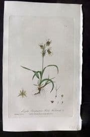 Baxter 1840 Hand Col Botanical Print. Field Wood Rush 379