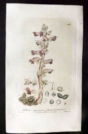 Baxter 1840 Hand Col Botanical Print. Greater Toothwort 365