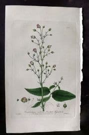 Baxter 1840 Hand Col Botanical Print. Knotted Figwort 385