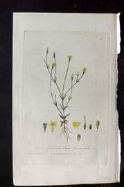 Baxter 1840 Hand Col Botanical Print. Least Gentianella 400