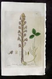 Baxter 1840 Hand Col Botanical Print. Lesser Broom Rape 381