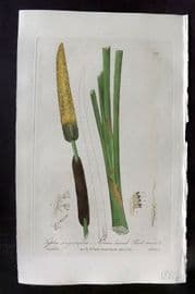 Baxter 1840 Hand Col Botanical Print. Narrow Leaved Reed Mace 377