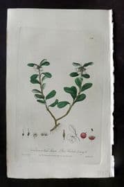 Baxter 1840 Hand Col Botanical Print. Red Whortle Berry 388