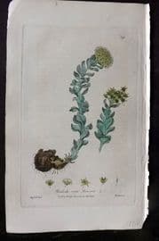 Baxter 1840 Hand Col Botanical Print. Rose Root 391