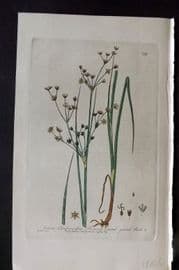 Baxter 1840 Hand Col Botanical Print. Shining Fruited Jointed Rush 399