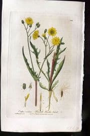 Baxter 1840 Hand Col Botanical Print. Smooth Hawk's Beard 366