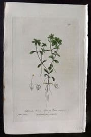 Baxter 1840 Hand Col Botanical Print. Spring Water Starwort 392