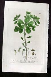 Baxter 1840 Hand Col Botanical Print. Sun Spurge 368