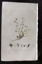 Baxter 1840 Hand Col Botanical Print. Vernal Sandwort 384