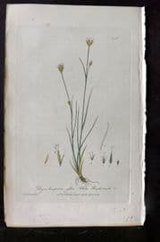 Baxter 1840 Hand Col Botanical Print. White Beakrush 396