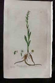 Baxter 1840 Hand Col Botanical Print. White Peristylus 387