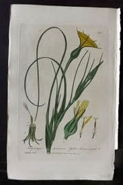 Baxter 1840 Hand Col Botanical Print. Yellow Goats Beard 390