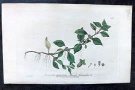 Baxter C1840 Hand Col Botanical Print. Marsh Isnadia 442