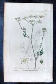 Baxter C1840 Hand Col Botanical Print. Meadow Pepper Saxifrage 404
