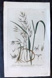 Baxter C1840 Hand Col Botanical Print. Oat Like Grass 480