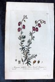 Baxter C1840 Hand Col Botanical Print. Polion Leaved Menziesia 449