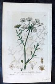 Baxter C1840 Hand Col Botanical Print. Prickly Sea Parsnep 478
