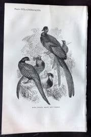 Beeton 1870 Antique Bird Print. Gold, Silver, Argus & Common Pheasants 109