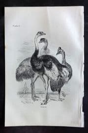 Beeton 1870 Antique Bird Print. Ostrich 100