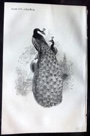 Beeton 1870 Antique Bird Print. Peacock 106